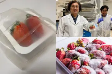This Innovative Bacterial-Killing Packaging May Keep Food Fresh Longer & Put an End to Plastic Waste