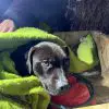 Dog Lost for Four Months Finally Rescued from the Snow & Reunited with His Human