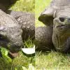 Happy B-Day to Jonathan the Giant Tortoise Who Turned 190-Years-Old (The Oldest Tortoise EVER)