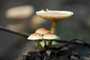 New Landmark Study: Magic Mushrooms Are Safe to Treat Mental Health Conditions