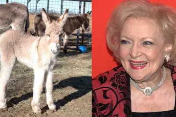 Baby Donkey Named ‘Betty White’ to Honor the Late Actress’s Donations to the Animal Sanctuary for Years