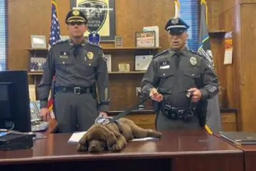Heartwarming: Police Therapy Puppy Takes a Full Nap During His Swearing-In Ceremony