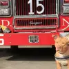 Abused Pit Bull Rescued from a Crack House Taken in by Firefighters & Becomes Their Dog