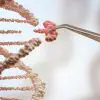 Breakthrough in Using CRISPR to Target Fat Cells & Help with Obesity