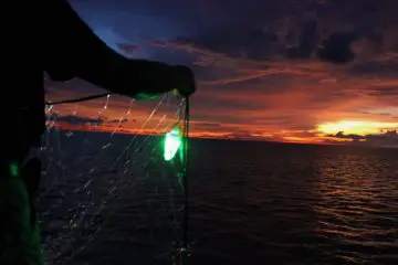 These Simple Green LEDs Save Sharks & Turtles from Accidental Bycatch in Fishing Nets
