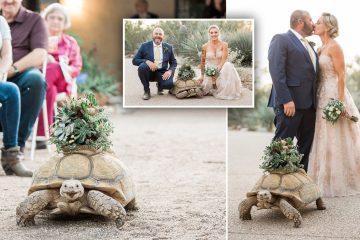 Bride with the Slowest Walk Down to the Aisle: Her Pet Tortoise Ring Bearer Steals the Show