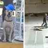 Stray Dog Adopted by a Gas Station Rescues Staff from an Armed Robbery