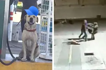 Stray Dog Adopted by a Gas Station Rescues Staff from an Armed Robbery