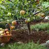 5 Awesome Dwarf Fruit Trees for High Yields (Ideal for Small Gardens)