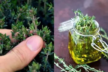 10 Wonderful Uses of Thyme that Go Beyond Sprinkling It on Your Chicken