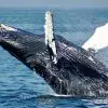 Huge Move: Iceland Will Ban Whale Hunting Officially by 2024