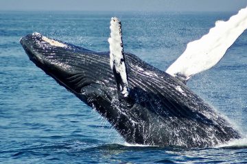 Huge Move: Iceland Will Ban Whale Hunting Officially by 2024