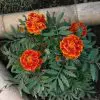 10 Perfect Reasons to Grow Marigolds in Your Veggie Garden