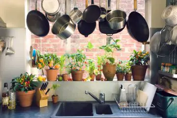 10 Best Houseplants for Your Kitchen to Thrive