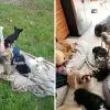 Woman Transforms Her Home into a Sanctuary for Senior Dogs so that They Can Live their Best Final Days