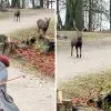 Viral Video: a Pair of Deer Enchanted by this Cellist’s Music Wander up to Hear Her Play in the Park