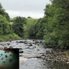 Scotland Aims to Save Wild Salmon by Planting Millions of Trees along Rivers