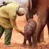 Heartwarming: Rescued Elephant Brings Her Baby Back to Her Human Family Who Rescued Her so that They Meet Her