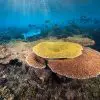Climate-Resilient Corals Offer Hope for the World’s Reefs: They Are Able to Cope with 2 Degrees C of Global Warming