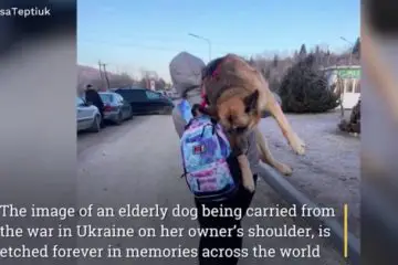 Ukrainian Woman Fleeing from the War Captured Carrying Her Senior Dog Who Struggled Walking
