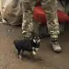 Everyone, Meet Rambo: The Stray Puppy Who Became the “Protector” for the Ukrainian Soldiers