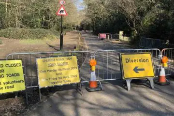 This Road in London Closes for almost a Month to Protect the Migrating Toads as they Hop to the Other Side