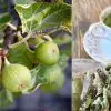 Fig Leaf Tea: Health Benefits & Uses (+Possible Risks!)