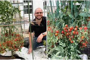 Gardening Dad Breaks World Record by Growing 1,269 Tomatoes on a Single Stem in a Tiny Greenhouse