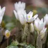 Bloodroot Plant: Useful for Dental Health & Improving the Respiratory Health