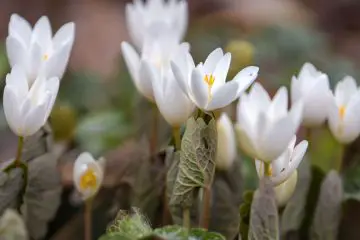 Bloodroot Plant: Useful for Dental Health & Improving the Respiratory Health