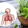 Five Best Herbs for Respiratory Support & Lung Detox