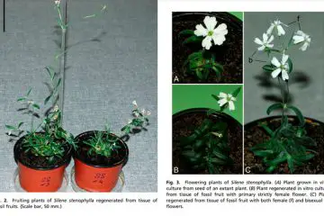 Scientists Revive a Plant from the Pleistocene Epoch & It’s 32,000 Years Old