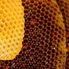World’s First 3D Printed Wood Log Beehive Hope for Struggling Bee Populations