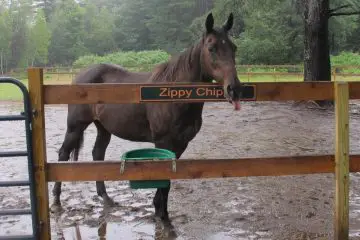 Zippy Chippy May Have Never Won a Race, but He Won Everyone’s Heart