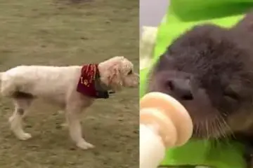 Three-Legged Dog Battling Cancer Rescues a Baby Otter from the River