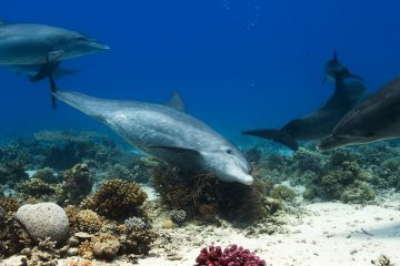 Dolphins Self Heal by Rubbing their Skin on Mucus-Oozing Corals