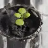 The First Time Ever: Scientists Succeeded in Growing Plants in Lunar Soil