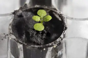 The First Time Ever: Scientists Succeeded in Growing Plants in Lunar Soil