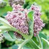 Milkweed Is the No.1 Plant You Need to Add to Your Garden ASAP