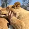 Woman in Switzerland Raised Two Lions That Were Confiscated by the Authorities: This Happened when They Reunited Seven Years Later
