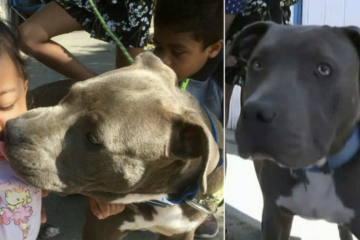 Heroic Act: Pit Bull Saves His Family from a House Fire & Pulls Out the Baby by Her Diaper