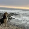 A Woman at the Beach Meets a Dog Who Doesn’t Stop Staring Out to Sea & Learns Why
