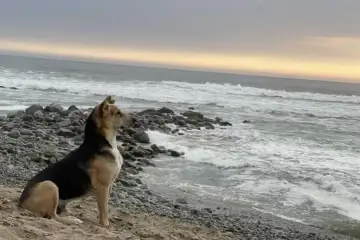 A Woman at the Beach Meets a Dog Who Doesn’t Stop Staring Out to Sea & Learns Why