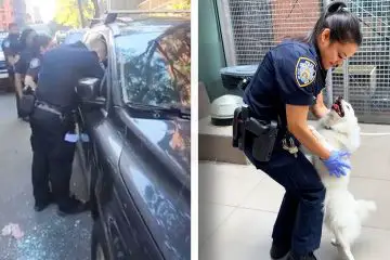 NY Police Officer Adopts a Dog She Helped Save from a Hot Car
