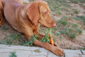 10 Human Foods that can Harm (& even Kill!) Your Beloved Dog or Cat
