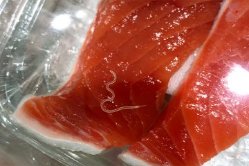 Parasitic Worm Population Skyrocketing in Fish Species Used for Sushi