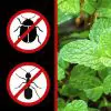 8 Plants that Help Repel Mice, Spiders & Other Insects