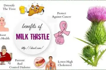 Remarkable Milk Thistle: Fights & Prevents Inflammation, Diabetes, OCD, & Cancer