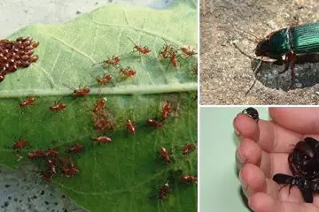 10 Bugs You Should Never Kill in Your Garden