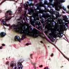 The Berry That Prevents Viruses from Entering into & Latching Onto Human Cells